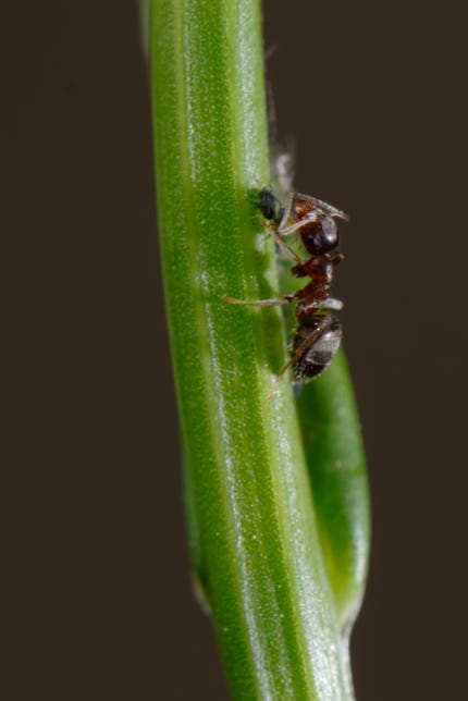 Ameisen lieben süßes und Blattläuse wollen gepflegt werden. Über Millionen von jahren hat sich so eine Symbiose gebildet. Und wir erhalten so unseren Waldhonig.